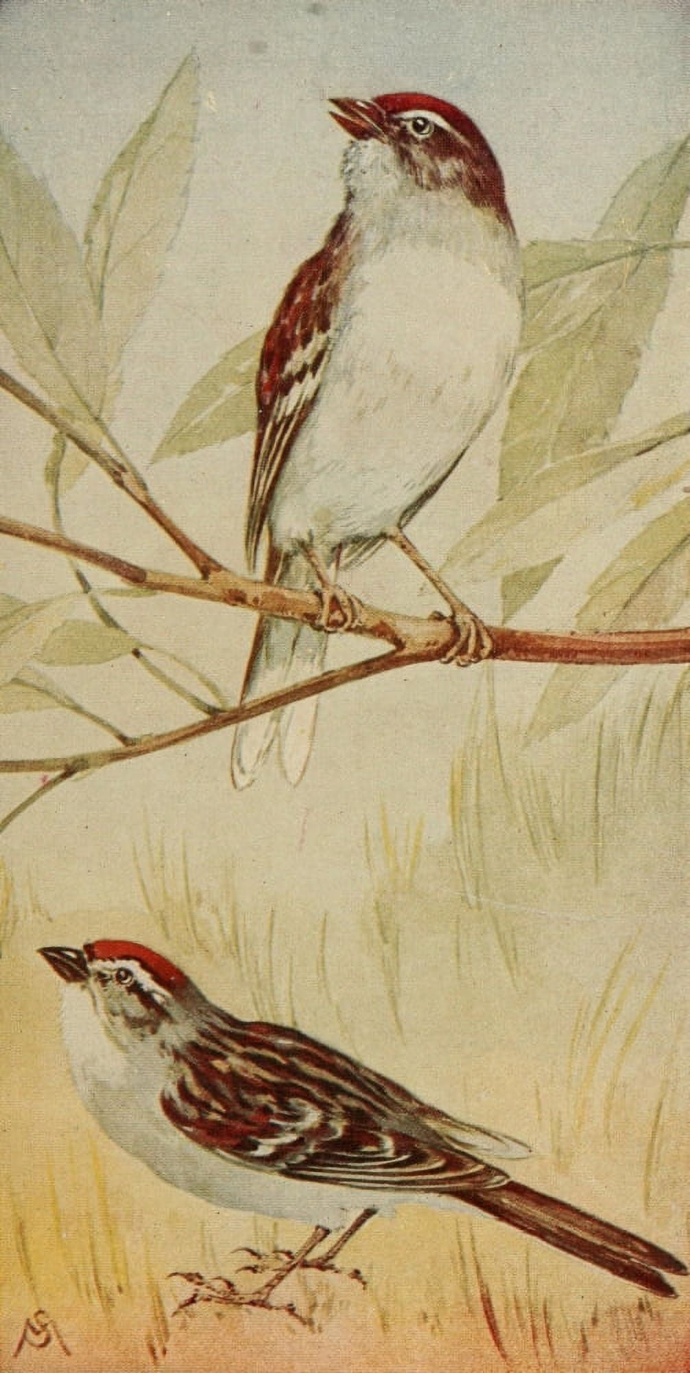 Wild Birds 1921 Field & Chipping Sparrows Canvas Art - F S-Mathews (24 x 36)