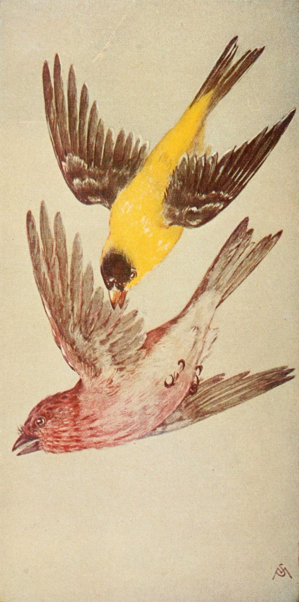Wild Birds 1921 Finches Canvas Art - F S-Mathews (18 x 24)