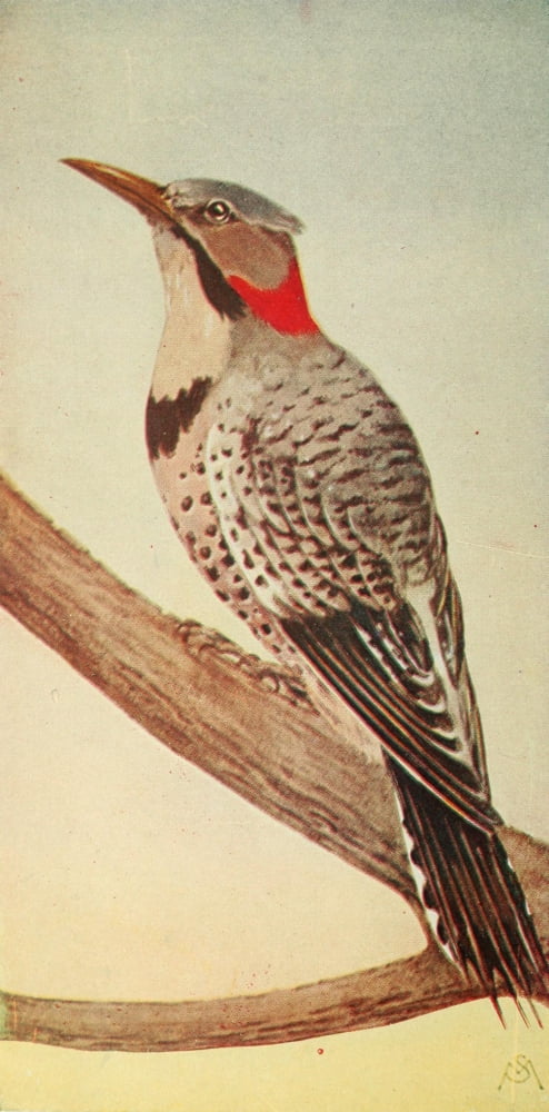 Wild Birds 1921 Flicker Canvas Art - F S-Mathews (18 x 24)