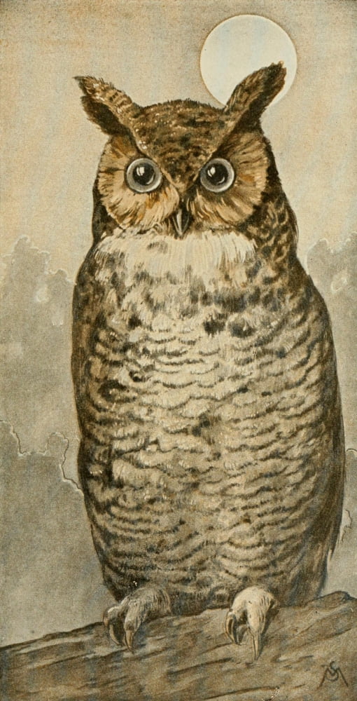 Wild Birds 1921 Great Horned Owl Canvas Art - F S-Mathews (24 x 36)