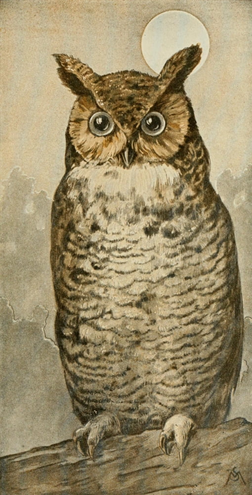 Wild Birds 1921 Great Horned Owl Canvas Art - F Schuyler Mathews (24 x 36)
