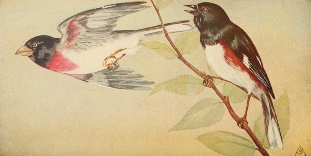 Wild Birds 1921 Grosbeak & Towhee Canvas Art - F S-Mathews (24 x 36)