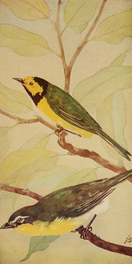 Wild Birds 1921 Hooded Warbler & Chat Canvas Art - F S-Mathews (18 x 24)