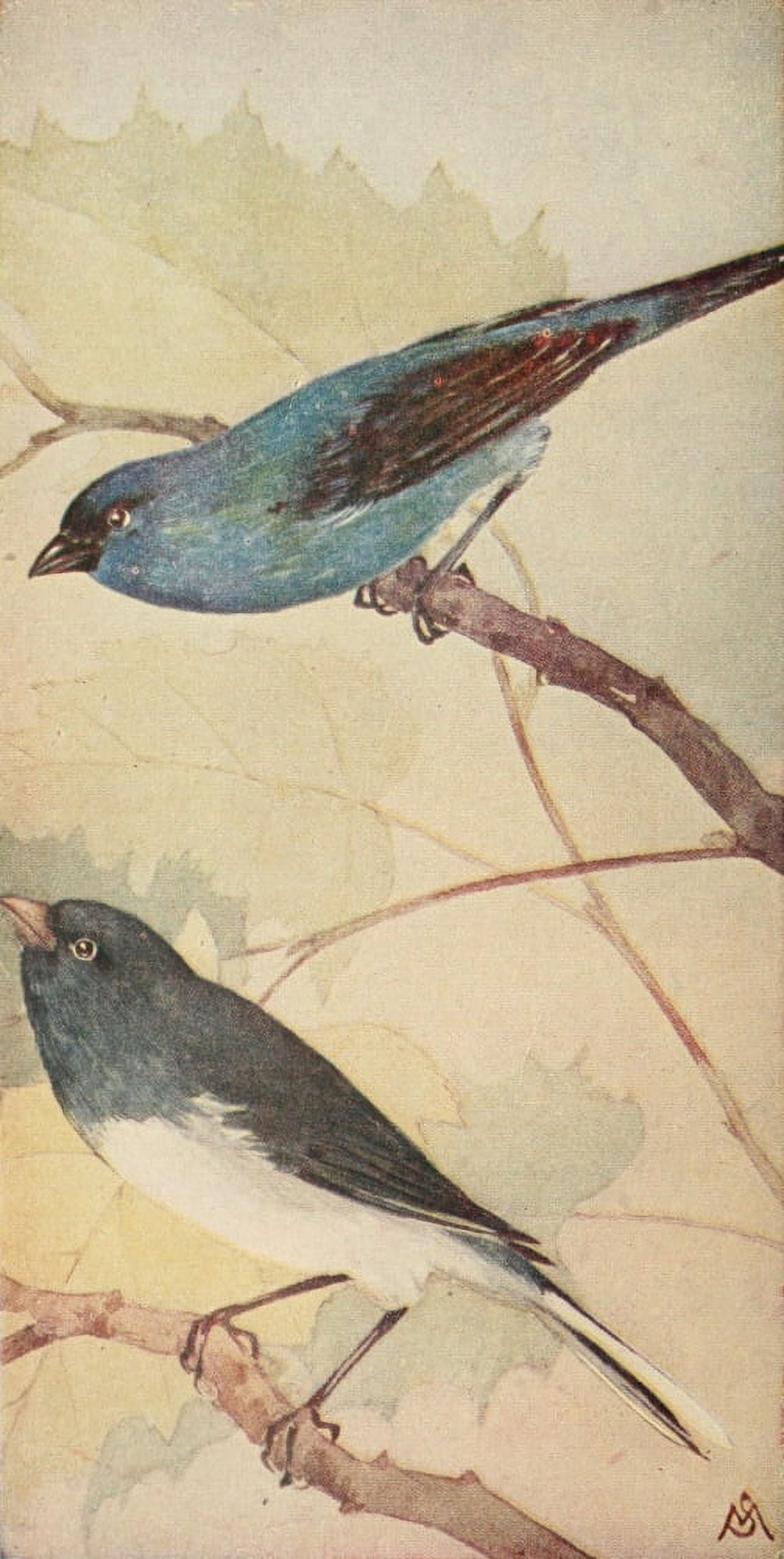 Wild Birds 1921 Indigo Bunting & Junco Canvas Art - F S-Mathews (24 x 36)