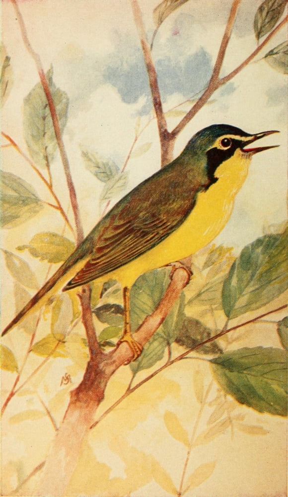 Wild Birds 1921 Kentucky Warbler Canvas Art - F S-Mathews (18 x 24)