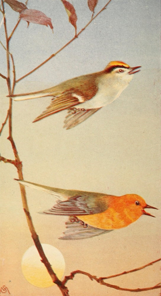 Wild Birds 1921 Kinglet & Warbler Canvas Art - F S-Mathews (18 x 24)