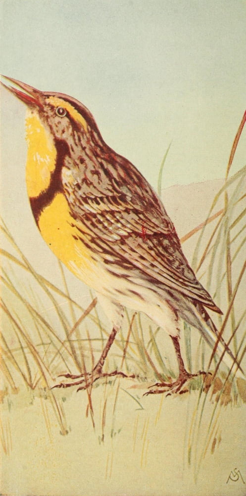 Wild Birds 1921 Meadowlark Canvas Art - F S-Mathews (24 x 36)