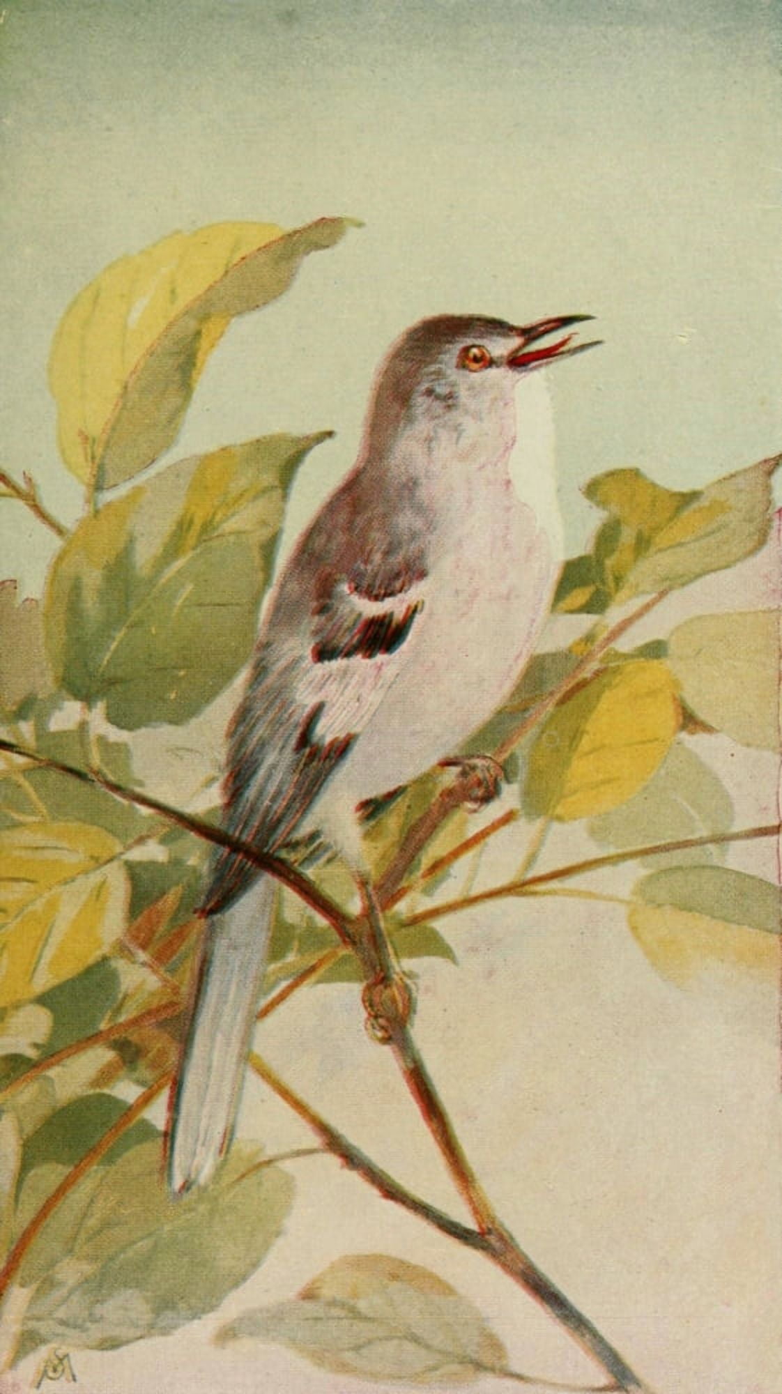 Wild Birds 1921 Mockingbird Canvas Art - F S-Mathews (18 x 24)