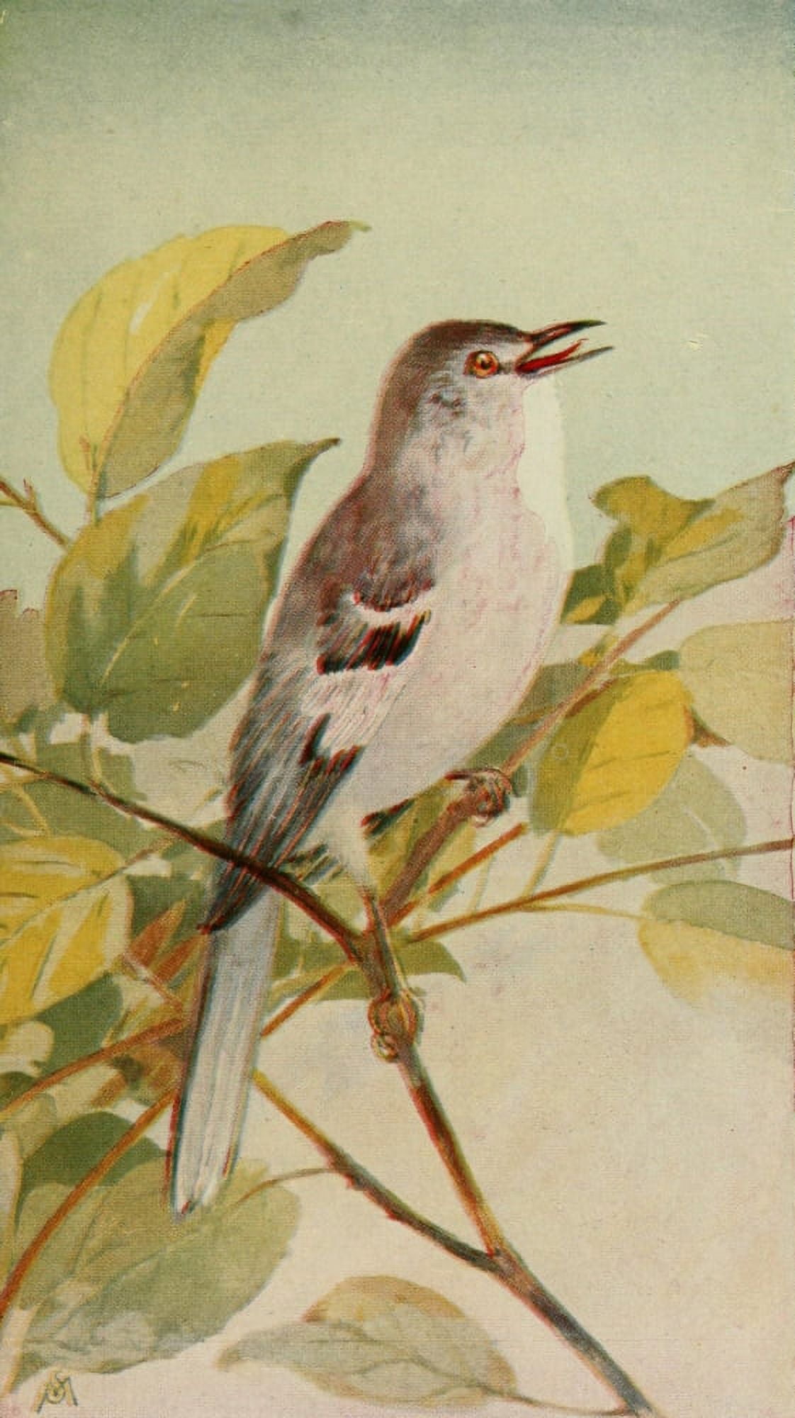 Wild Birds 1921 Mockingbird Canvas Art - F S-Mathews (24 x 36)