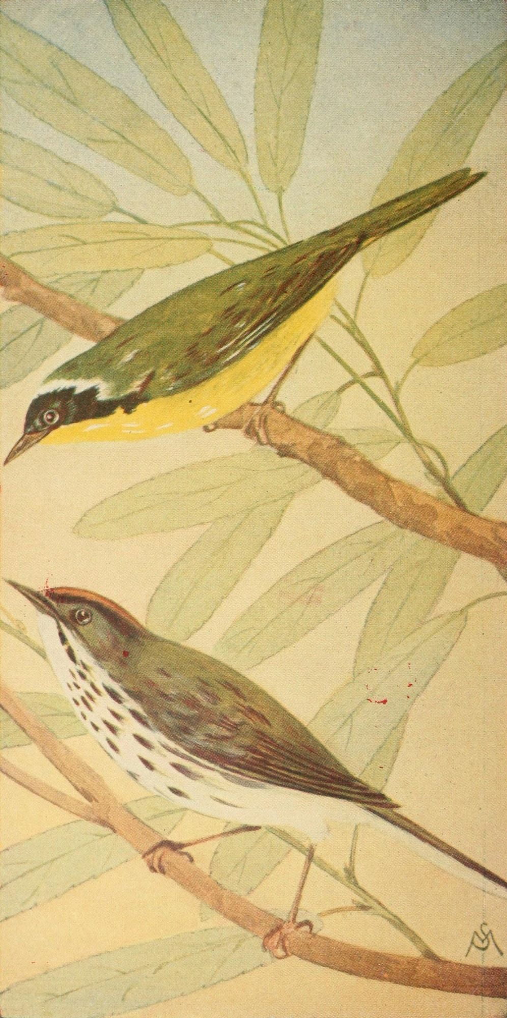 Wild Birds 1921 Mryland Y-thr & Ovenbird Canvas Art - F S-Mathews (24 x 36)