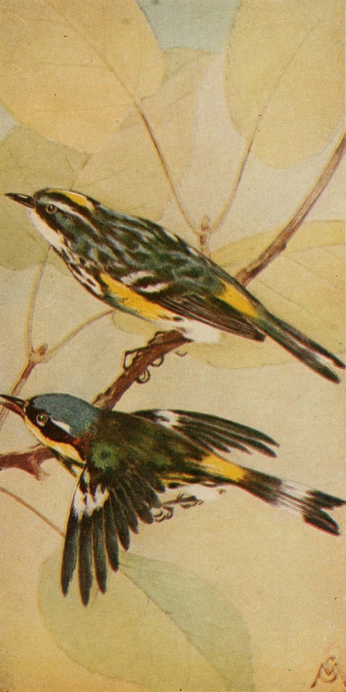 Wild Birds 1921 Myrtle & Mgnlia Warblers Canvas Art - F S-Mathews (24 x 36)