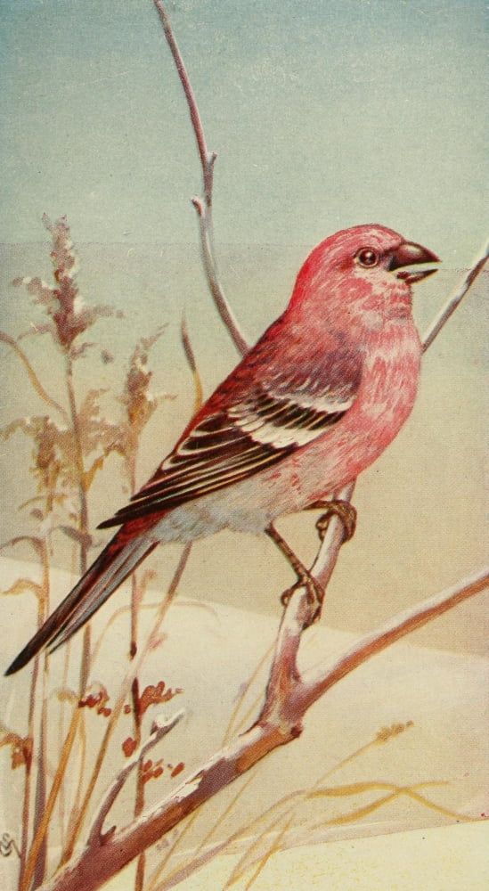 Wild Birds 1921 Pine Grosbeak Canvas Art - F S-Mathews (24 x 36)