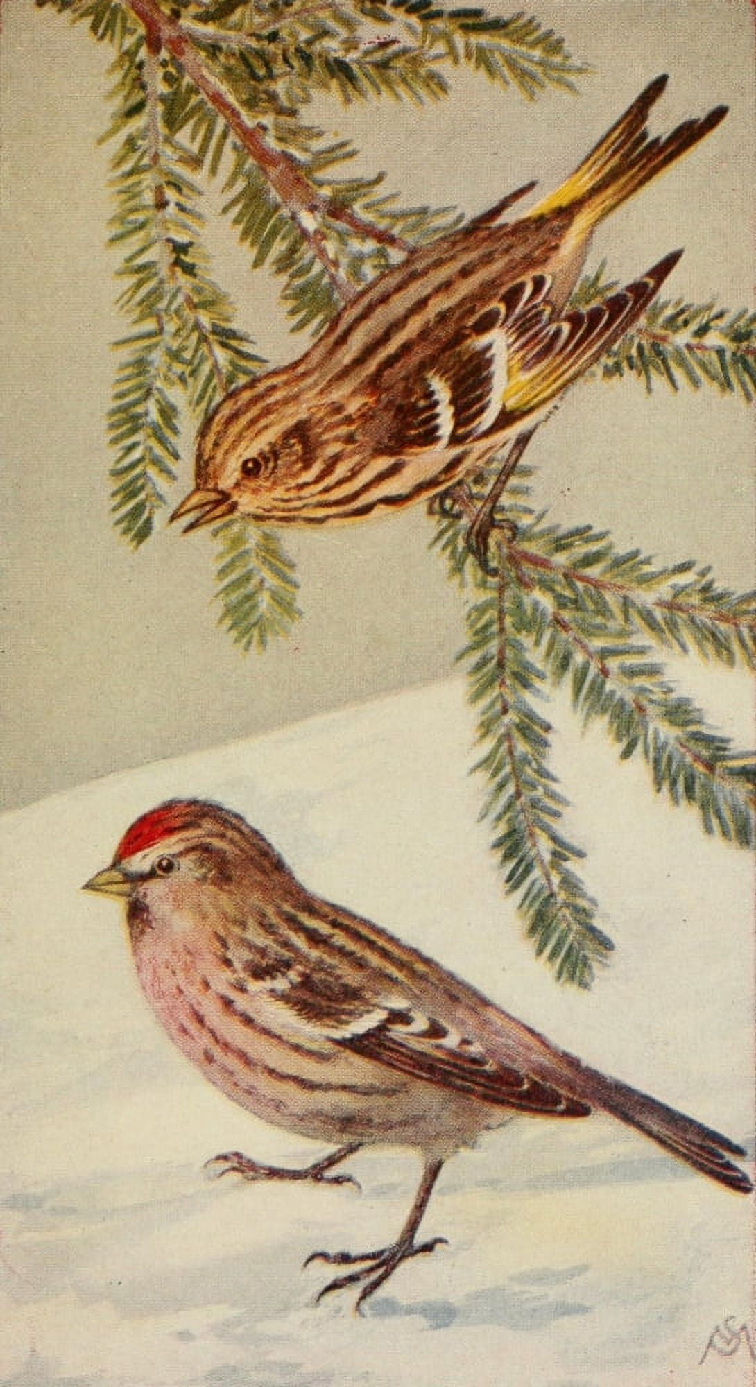 Wild Birds 1921 Pine Siskin & Redpoll Canvas Art - F S-Mathews (24 x 36)