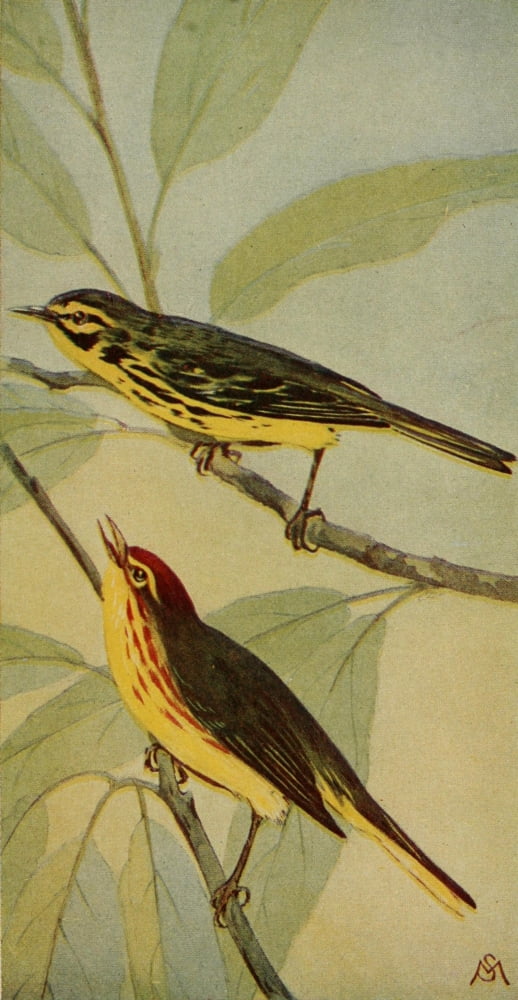 Wild Birds 1921 Prairie Warbler & Y Redstart Canvas Art - F S-Mathews (18 x 24)
