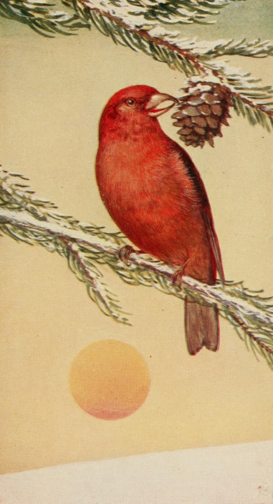 Wild Birds 1921 Red Crossbill Canvas Art - F S-Mathews (18 x 24)