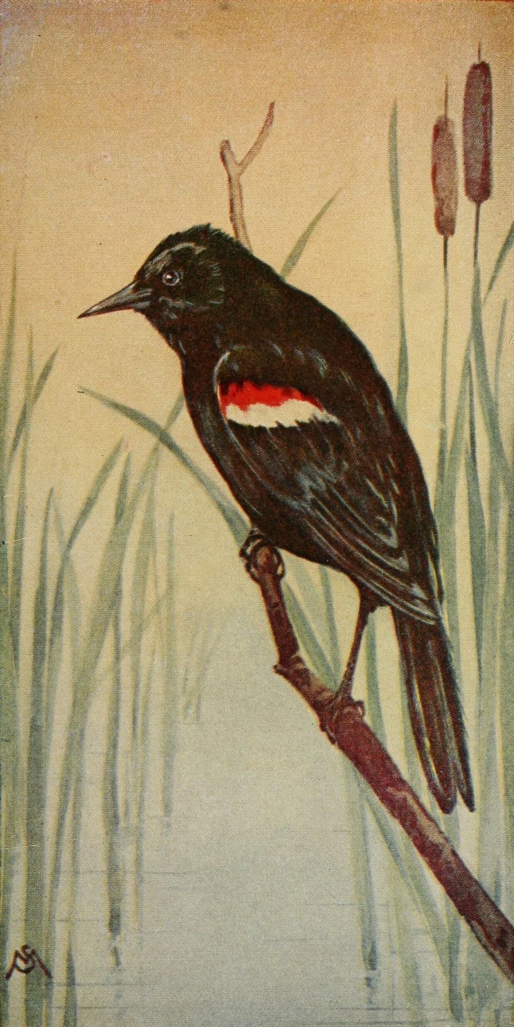 Wild Birds 1921 Red-winged Blackbird Canvas Art - F S-Mathews (18 x 24)