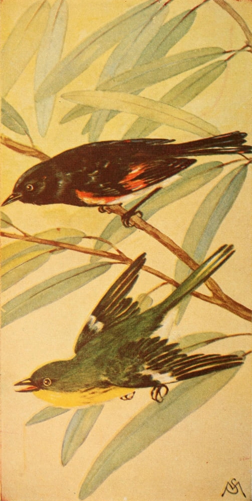 Wild Birds 1921 Redstart & Pine Warbler Canvas Art - F S-Mathews (24 x 36)