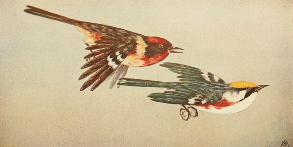 Wild Birds 1921 Rrd-brst & Chsnt-sid Warblers Canvas Art - F S-Mathews (18 x 24)