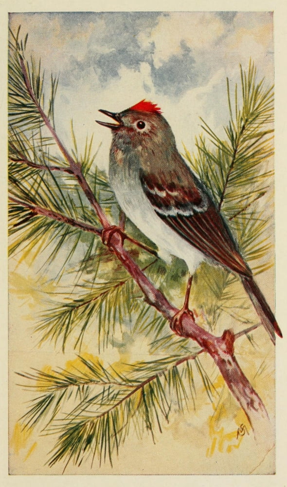 Wild Birds 1921 Ruby-crowned Kinglet Canvas Art - F S-Mathews (18 x 24)