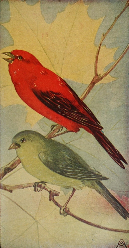 Wild Birds 1921 Scarlet Tanager Canvas Art - F S-Mathews (18 x 24)