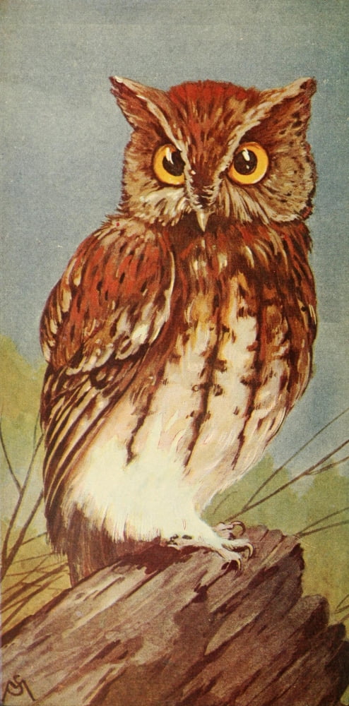 Wild Birds 1921 Screech Owl Canvas Art - F Schuyler Mathews (24 x 36)