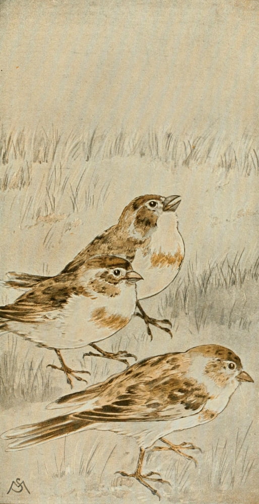 Wild Birds 1921 Snowflakes Canvas Art - F S-Mathews (18 x 24)