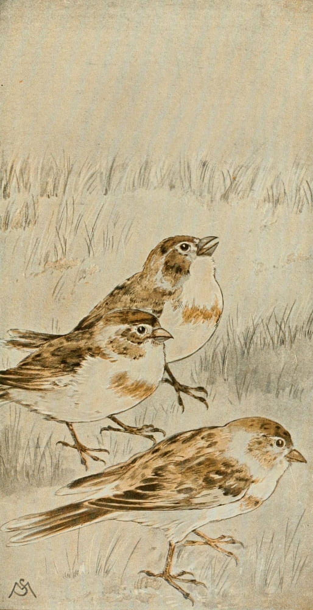 Wild Birds 1921 Snowflakes Canvas Art - F S-Mathews (24 x 36)