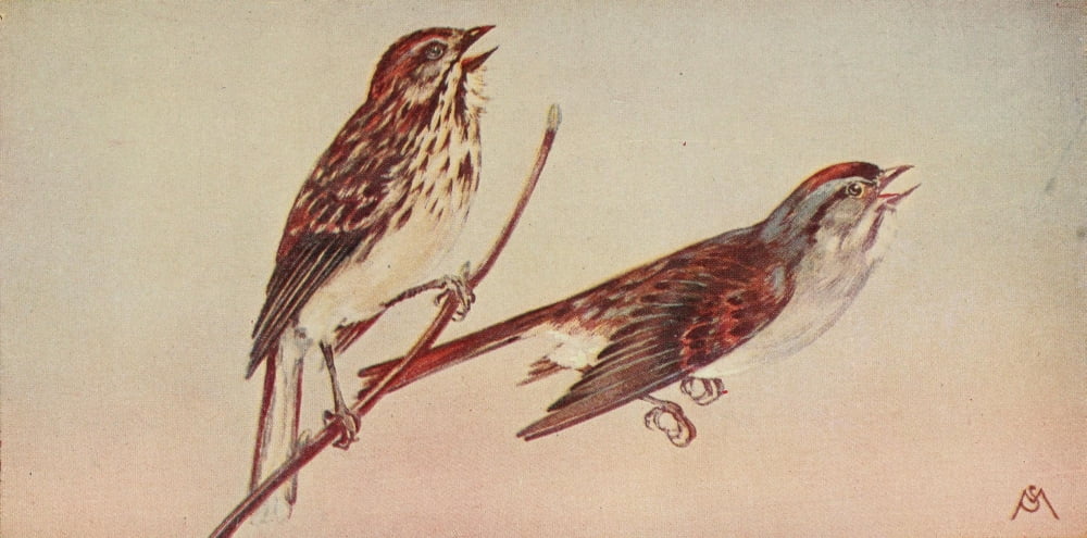 Wild Birds 1921 Song & Swamp Sparrows Canvas Art - F S-Mathews (18 x 24)