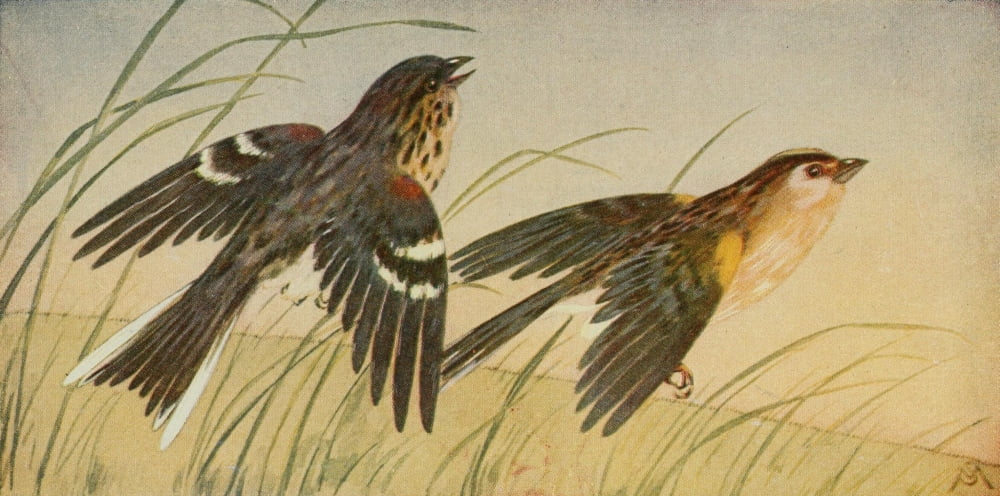 Wild Birds 1921 Sparrows Canvas Art - F S-Mathews (18 x 24)