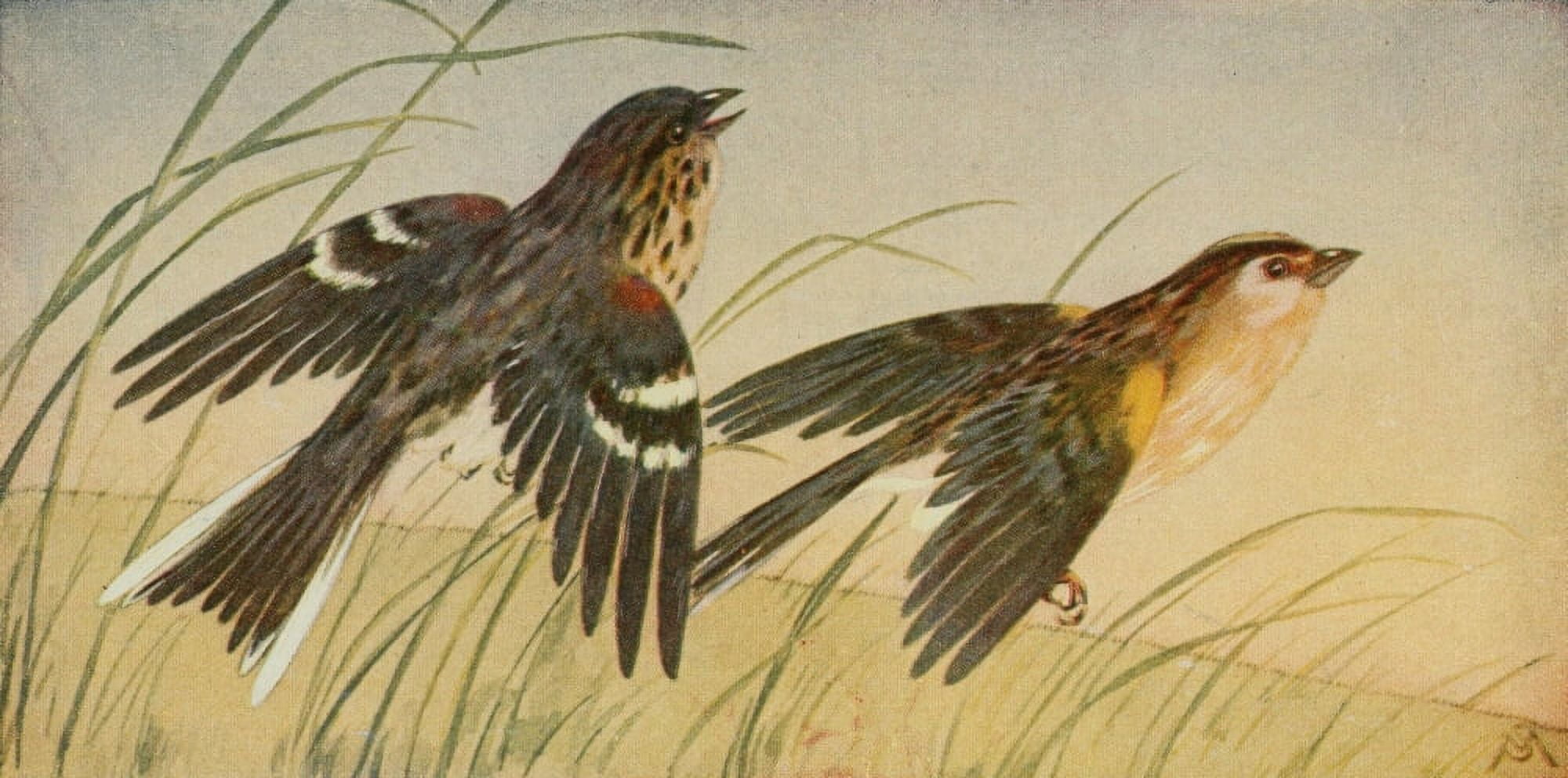 Wild Birds 1921 Sparrows Canvas Art - F S-Mathews (24 x 36)