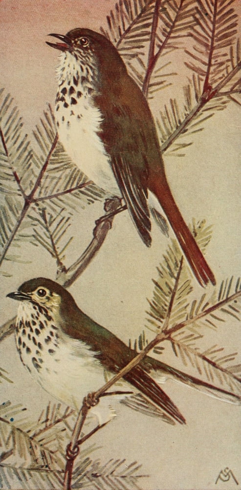 Wild Birds 1921 Thrushes Canvas Art - F S-Mathews (18 x 24)