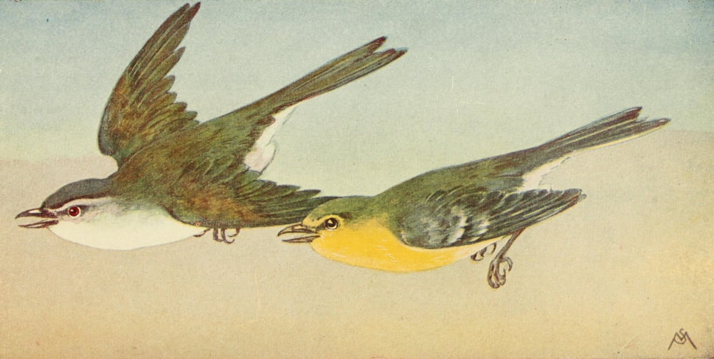 Wild Birds 1921 Vireos Canvas Art - F S-Mathews (24 x 36)