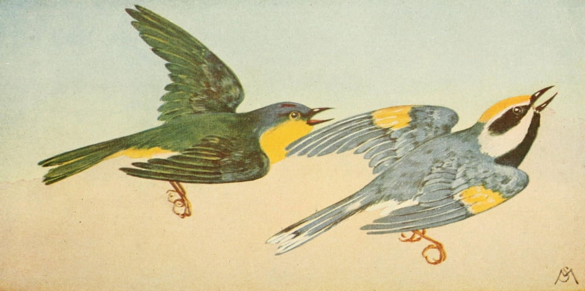 Wild Birds 1921 Warblers Canvas Art - F S-Mathews (18 x 24)