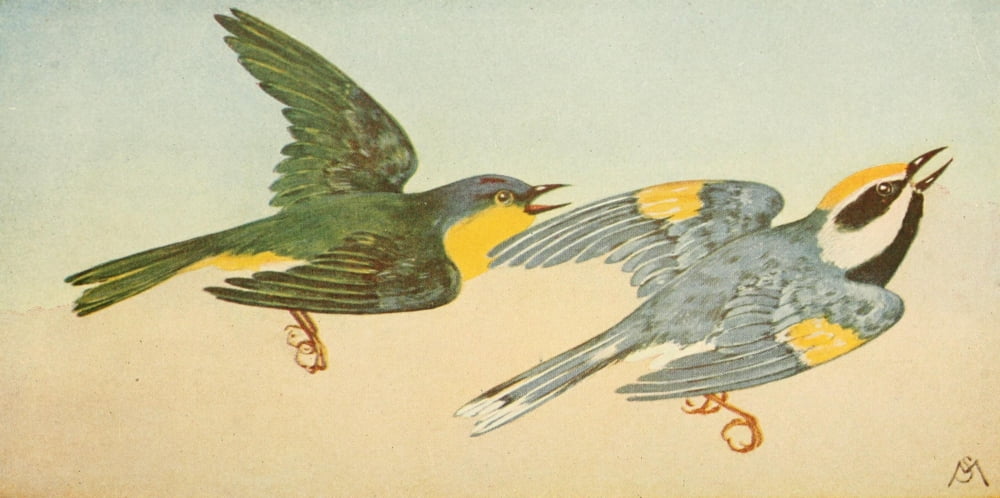 Wild Birds 1921 Warblers Canvas Art - F S-Mathews (24 x 36)