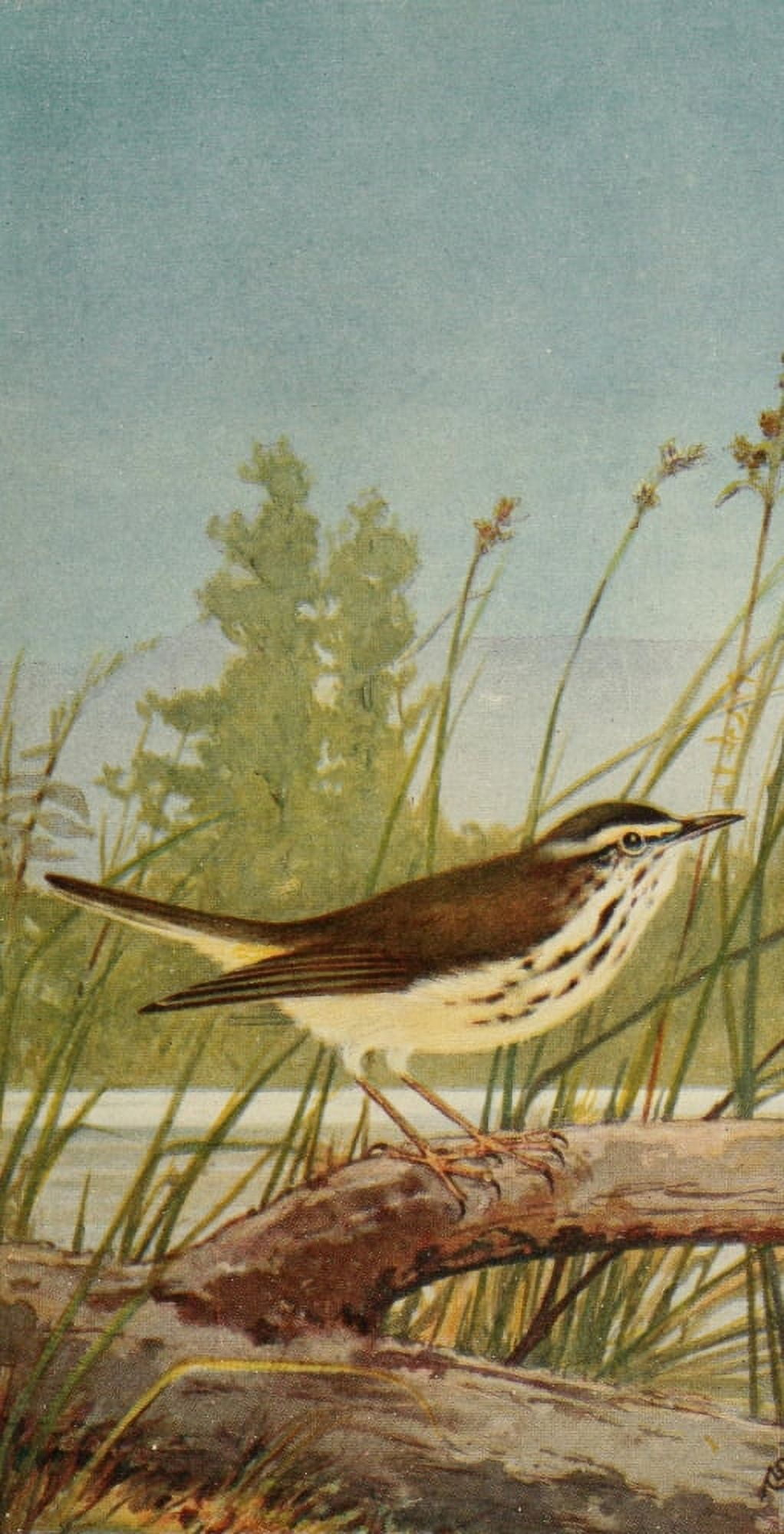 Wild Birds 1921 Water Thrush Canvas Art - F S-Mathews (24 x 36)