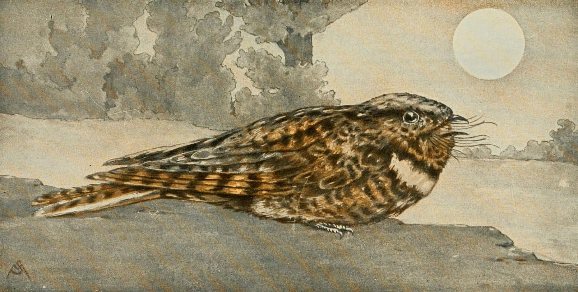 Wild Birds 1921 Whip-poor-will Canvas Art - F S-Mathews (18 x 24)