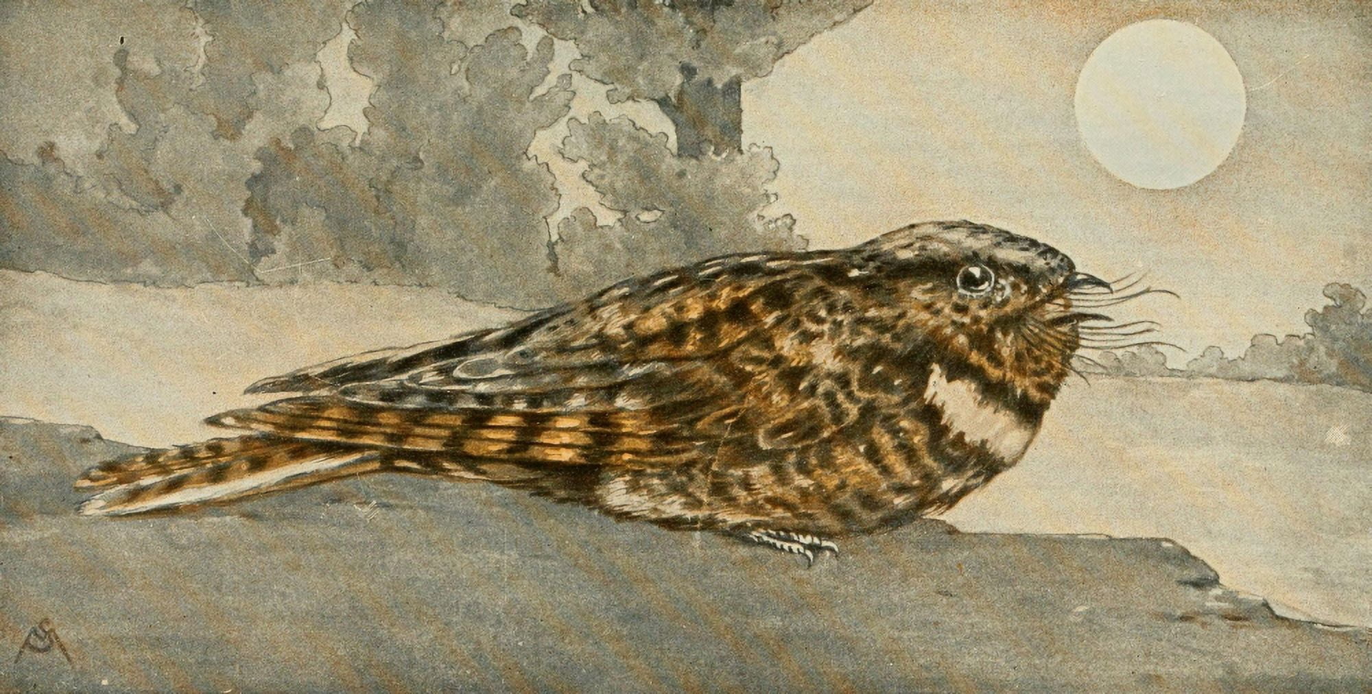 Wild Birds 1921 Whip-poor-will Canvas Art - F S-Mathews (24 x 36)