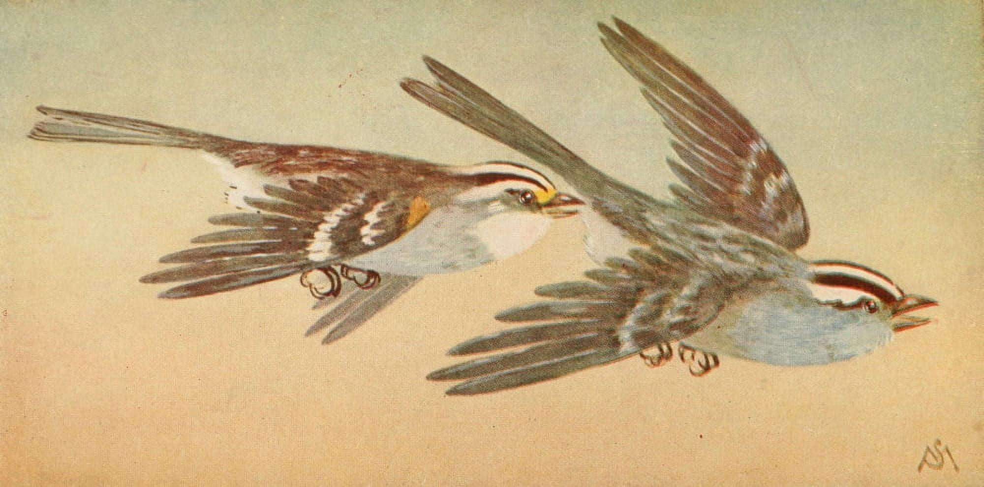 Wild Birds 1921 White Sparrows Canvas Art - F S-Mathews (18 x 24)
