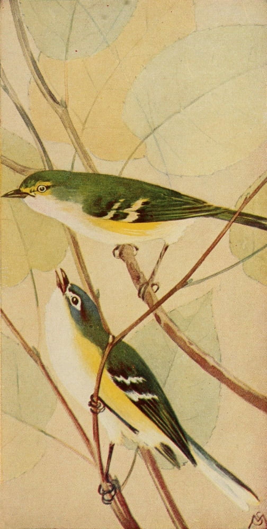Wild Birds 1921 White-eyed & Sol Vireos Canvas Art - F S-Mathews (18 x 24)