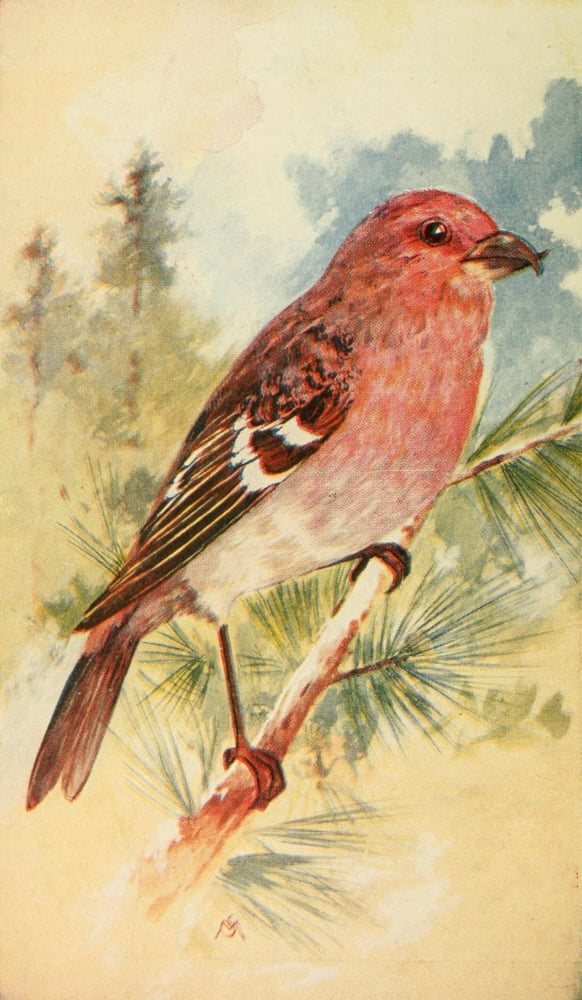 Wild Birds 1921 White-winged Crossbill Canvas Art - F S-Mathews (24 x 36)
