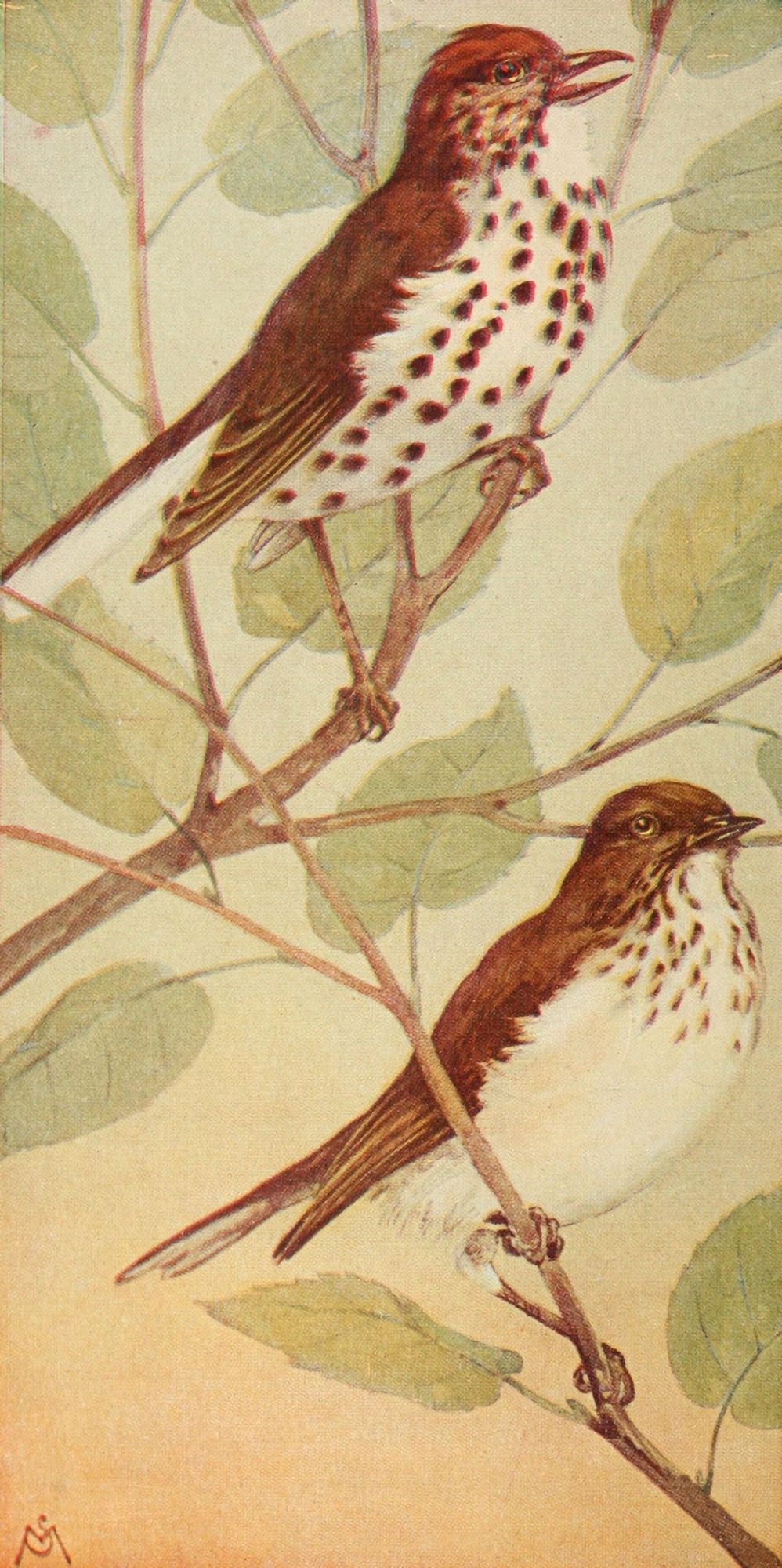 Wild Birds 1921 Wood Thrush & Veery Canvas Art - F S-Mathews (18 x 24)