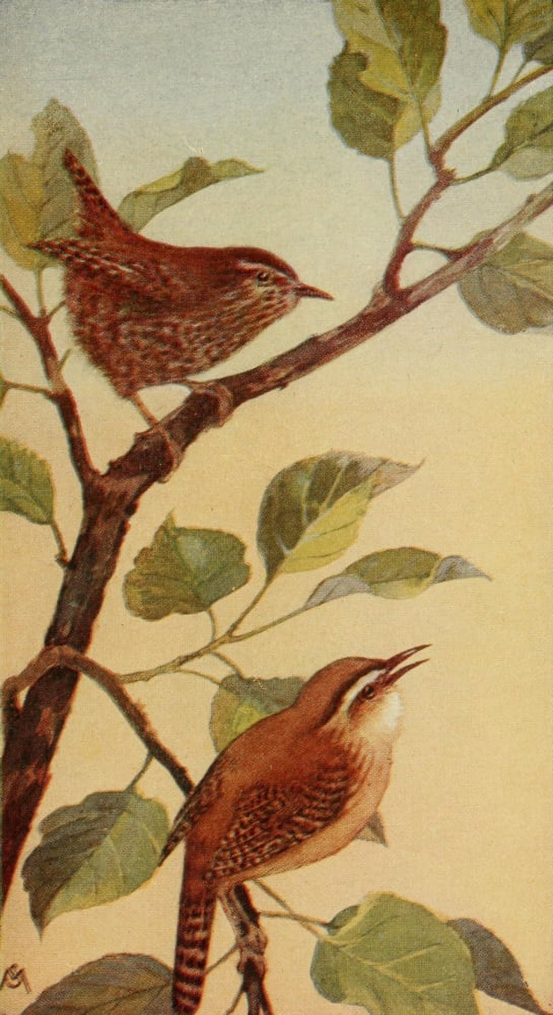 Wild Birds 1921 Wrens Canvas Art - F S-Mathews (24 x 36)