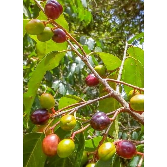 Wild Black Cherry Tree Seedling for Planting Prunus serotina, Great for Home and Garden Yards Planting Dormant Seedling (One Seedling)
