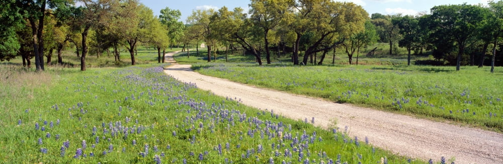 Wild Blue Bonnets Spring in Rural Texas Canvas Art - Panoramic Images (36 x 12)