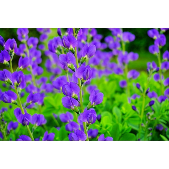 Wild Blue Indigo Bush Seeds for Planting (100 Seeds) - Baptisia Australis