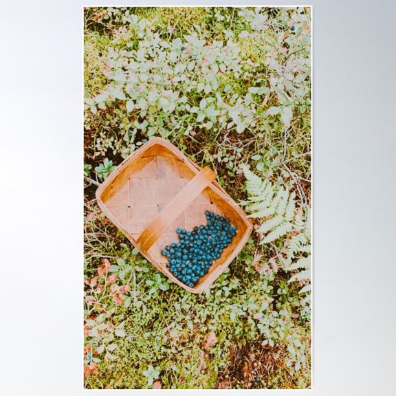 Wild Blueberry Picking In Swedish Forest Poster Wall Art, Modern Wall Decor For Living Room Bedroom, 16x24 UNFRAMED