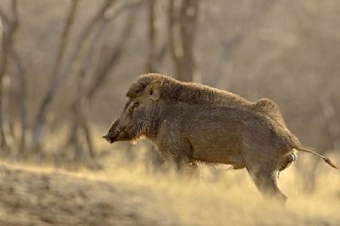 Wild Boar Ranthambhor National Park India Canvas Art - Jagdeep Rajput DanitaDelimont (26 x 18)