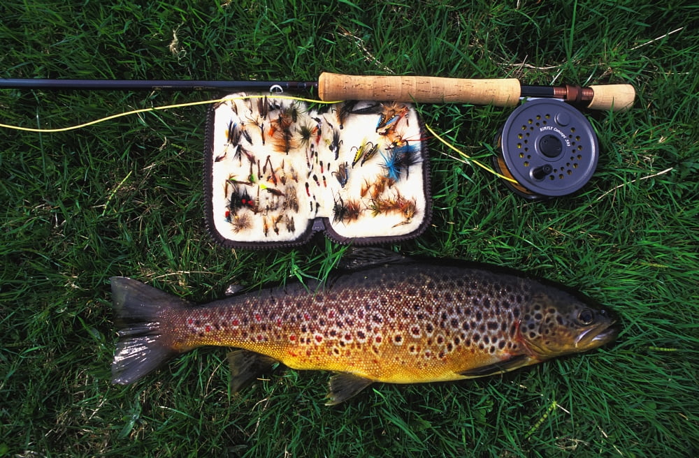 Wild Brown Trout And Fishing Rod Canvas Art - Steve Benbow Design Pics (38 x 24)