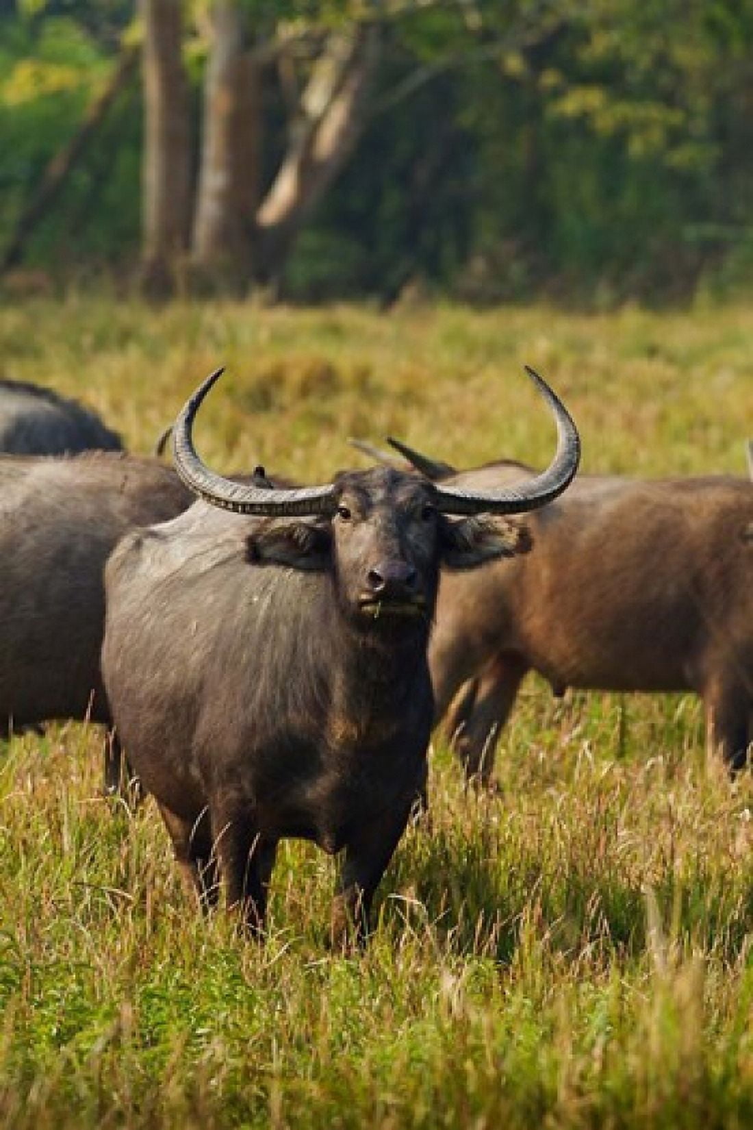 Wild Buffalo in the grassland Kaziranga National Park India Canvas Art - Jagdeep Rajput DanitaDelimont (18 x 26)