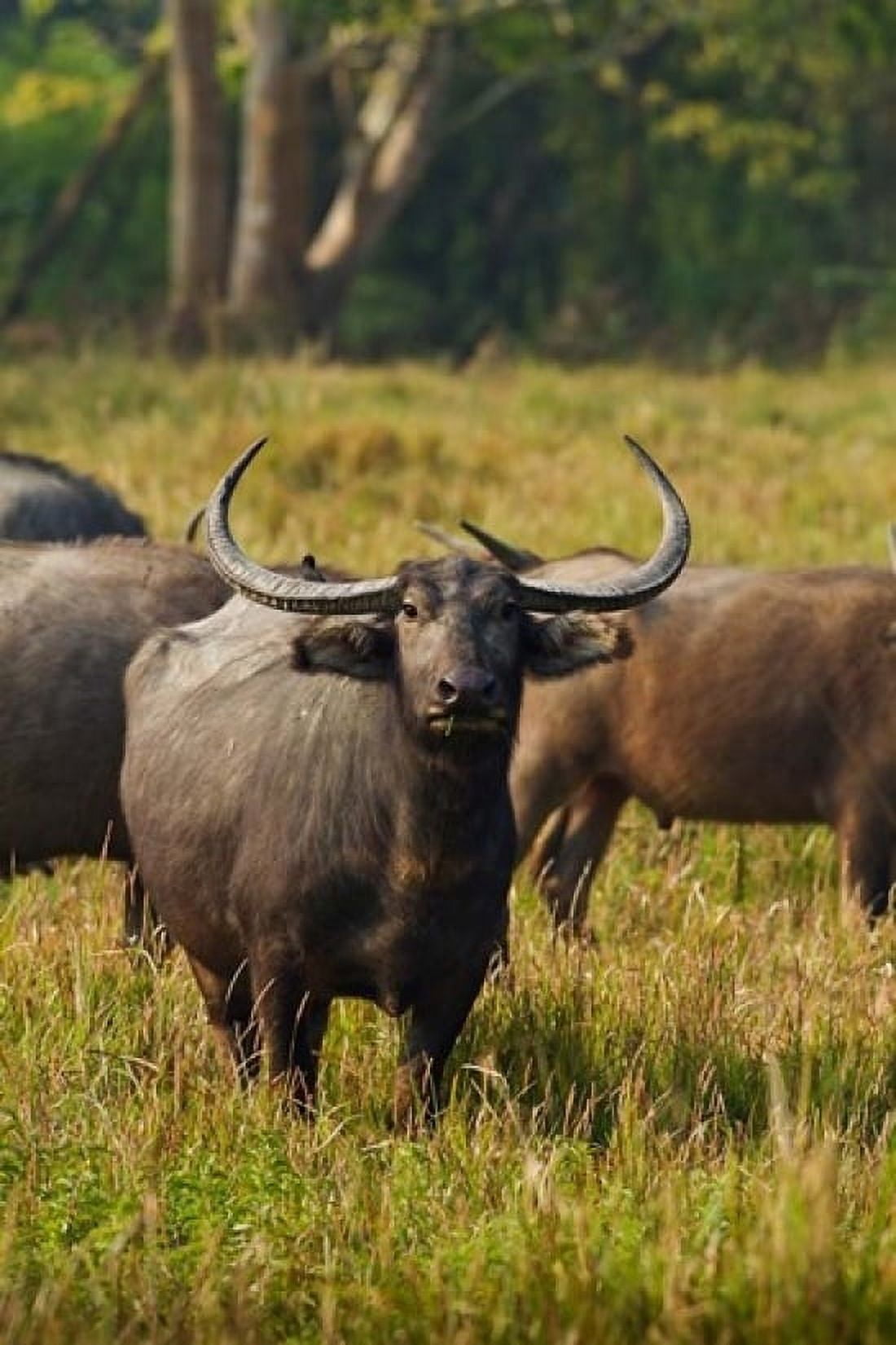 Wild Buffalo in the grassland Kaziranga National Park India Canvas Art - Jagdeep Rajput DanitaDelimont (24 x 36)